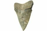 Large, Fossil Broad-Toothed Mako Tooth - South Carolina #214500-1